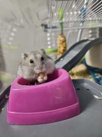 Donez hamster pitic