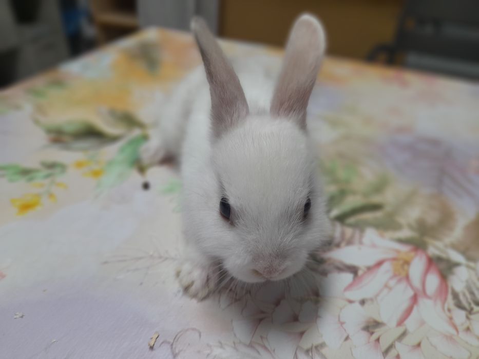 Декоративни зайчета