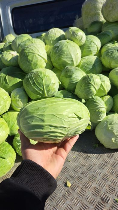 Varza de tomna ( Beverly Hills)