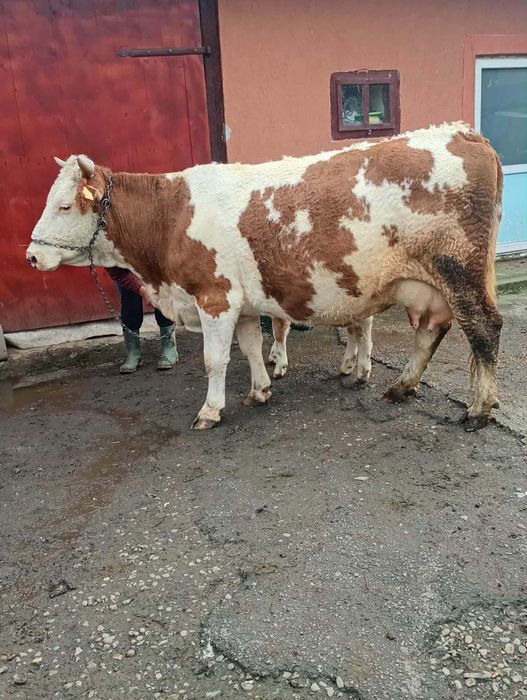 Vând vaca bălțată românească cu vital