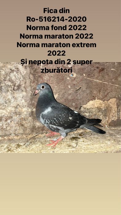 De vanzare porumbei voiajori
