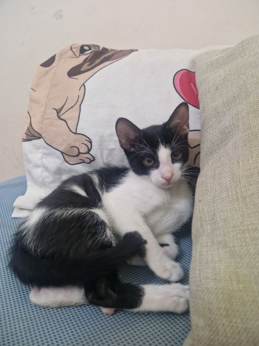 Donez pisica cateva luni