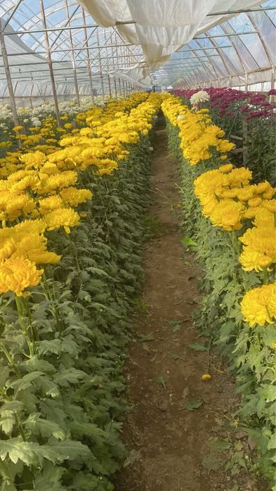 Radacini crizantema toate culorile