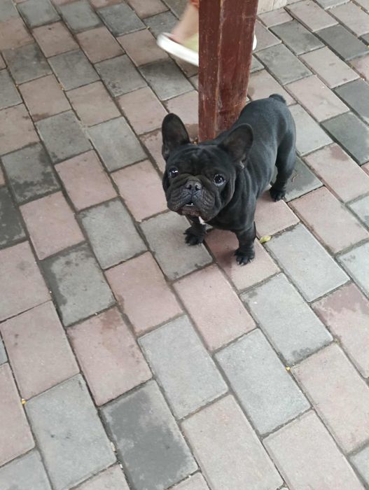 Buldog Francez Blând și jucăuși!!