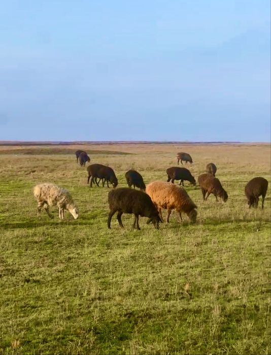 90 бас қой/тоқты сатылады