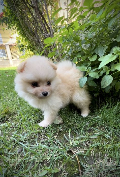 Femela Pomeranian, cel mai mic pret din tara!