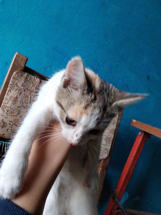 Котенок мальчик  чистая