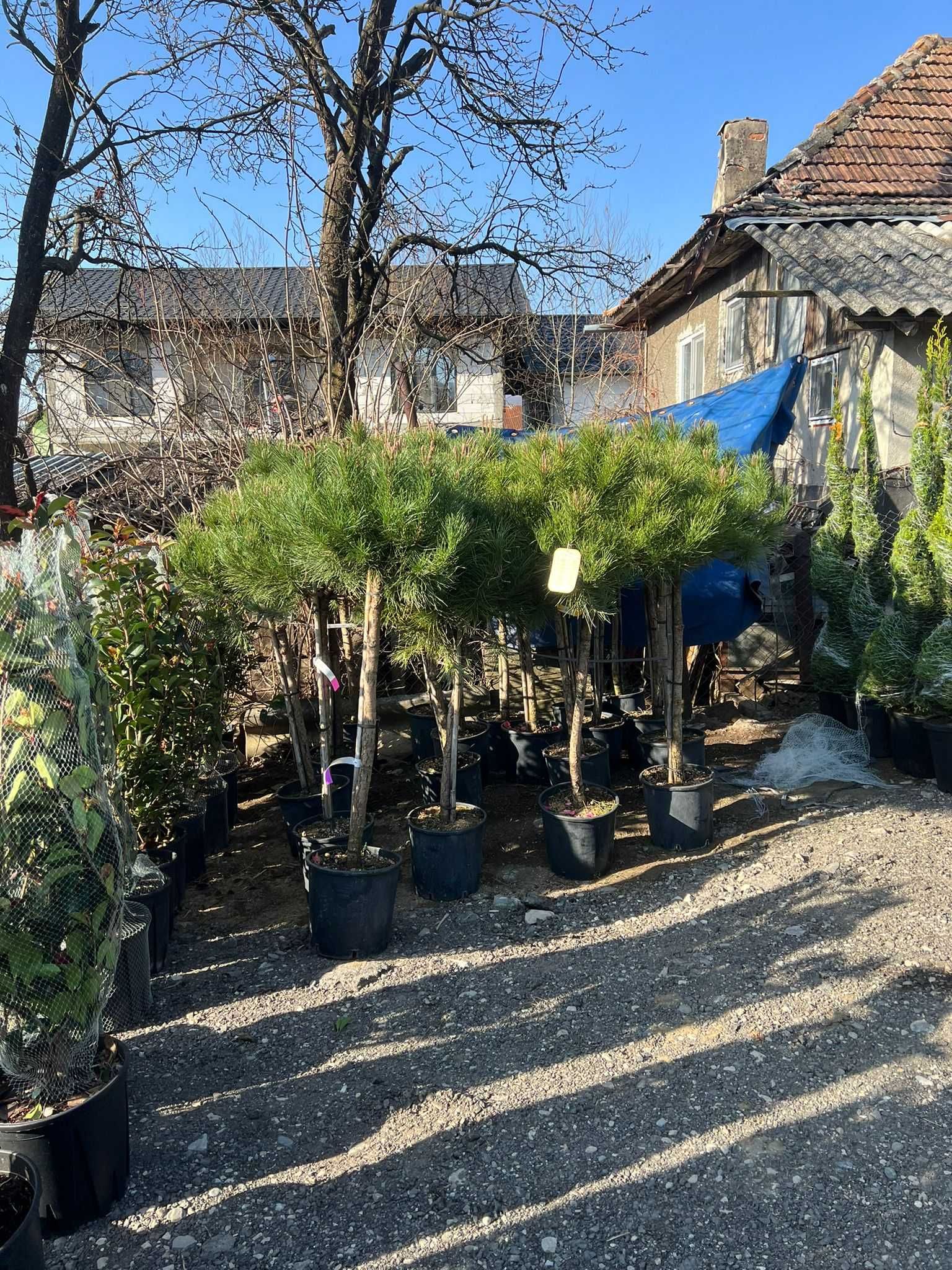 Verdeață perfectă pentru curtea ta