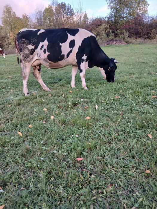 Ofer spre vânzare 2 vaci gestante si doua juninci