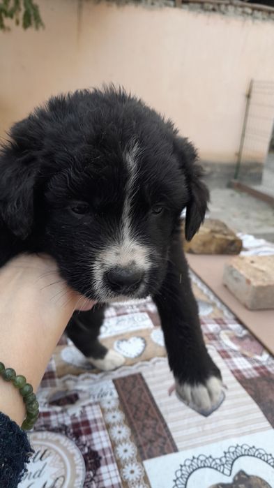 Щенки к заботливым хозяевам