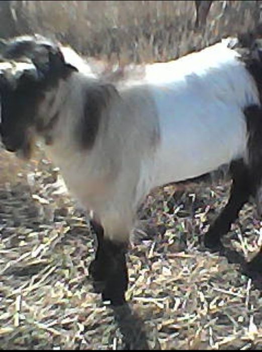 Vând țapi! Preț negociabil.