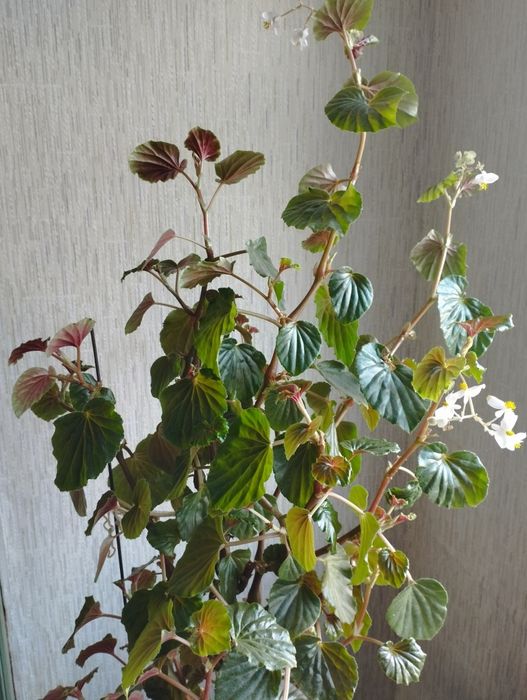 Продаю комнатные цветы 3000