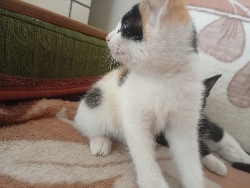котенок отдаем бесплатно