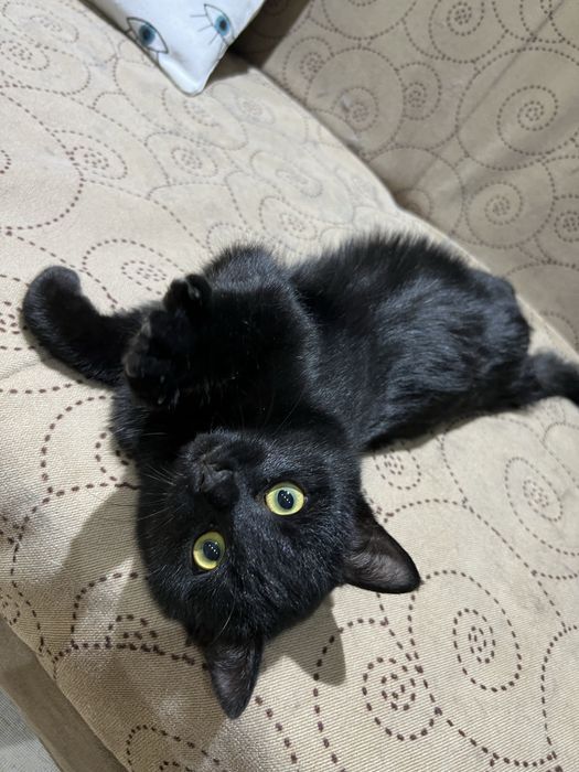 Ищем любящий дом котятам