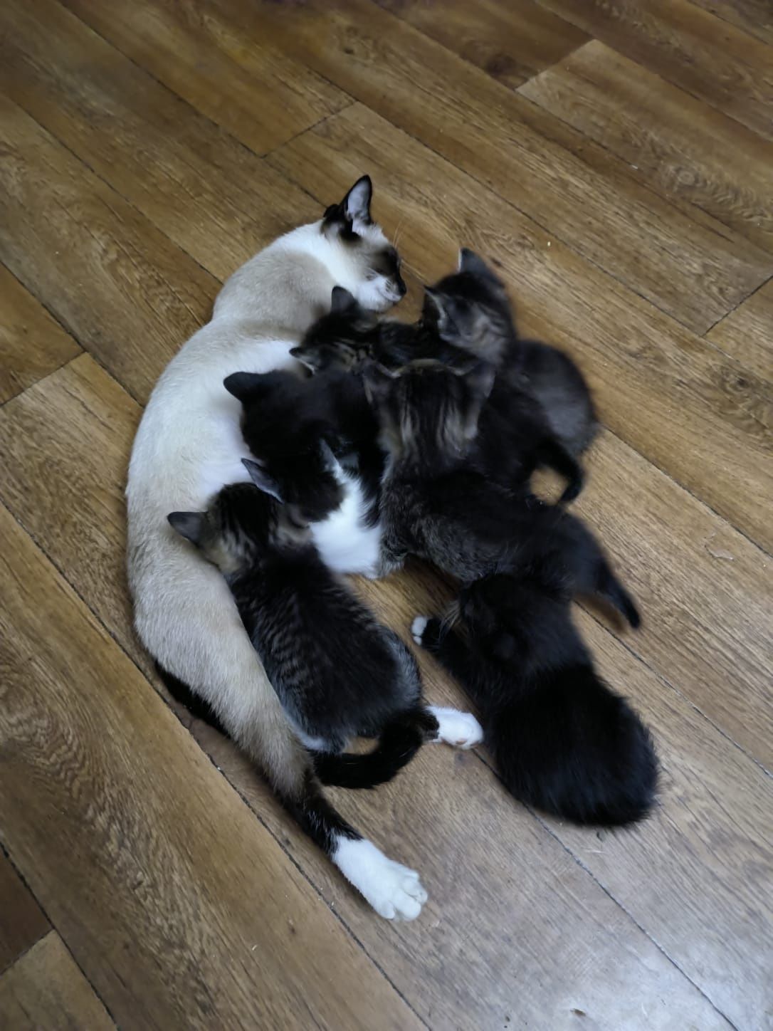 Ищем дом котятам