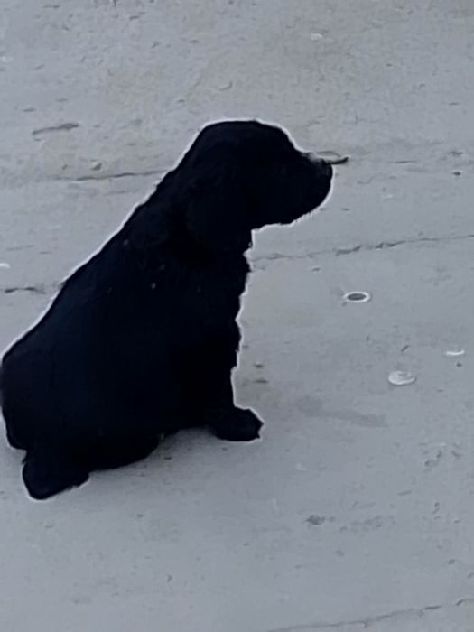 Продается щенки русский спанель