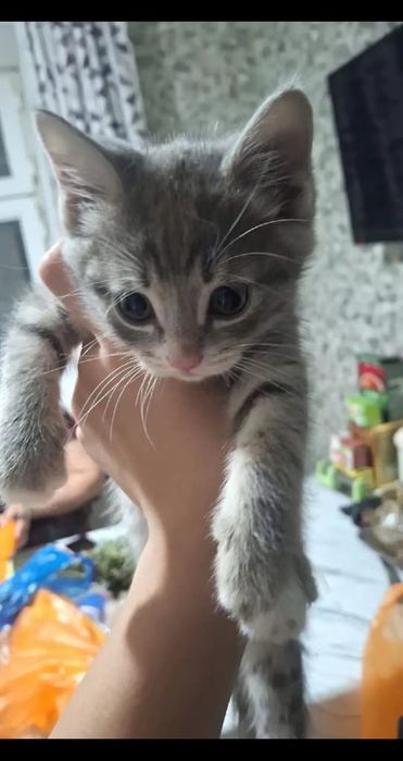Котенок бесплатно