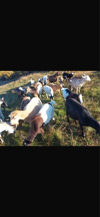 Capre si iede tinere