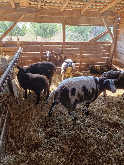 Se vinde oi patata olandeza