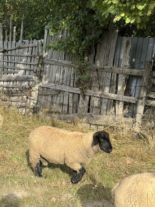 Vamd doi berbecuți Suffolk irlandez