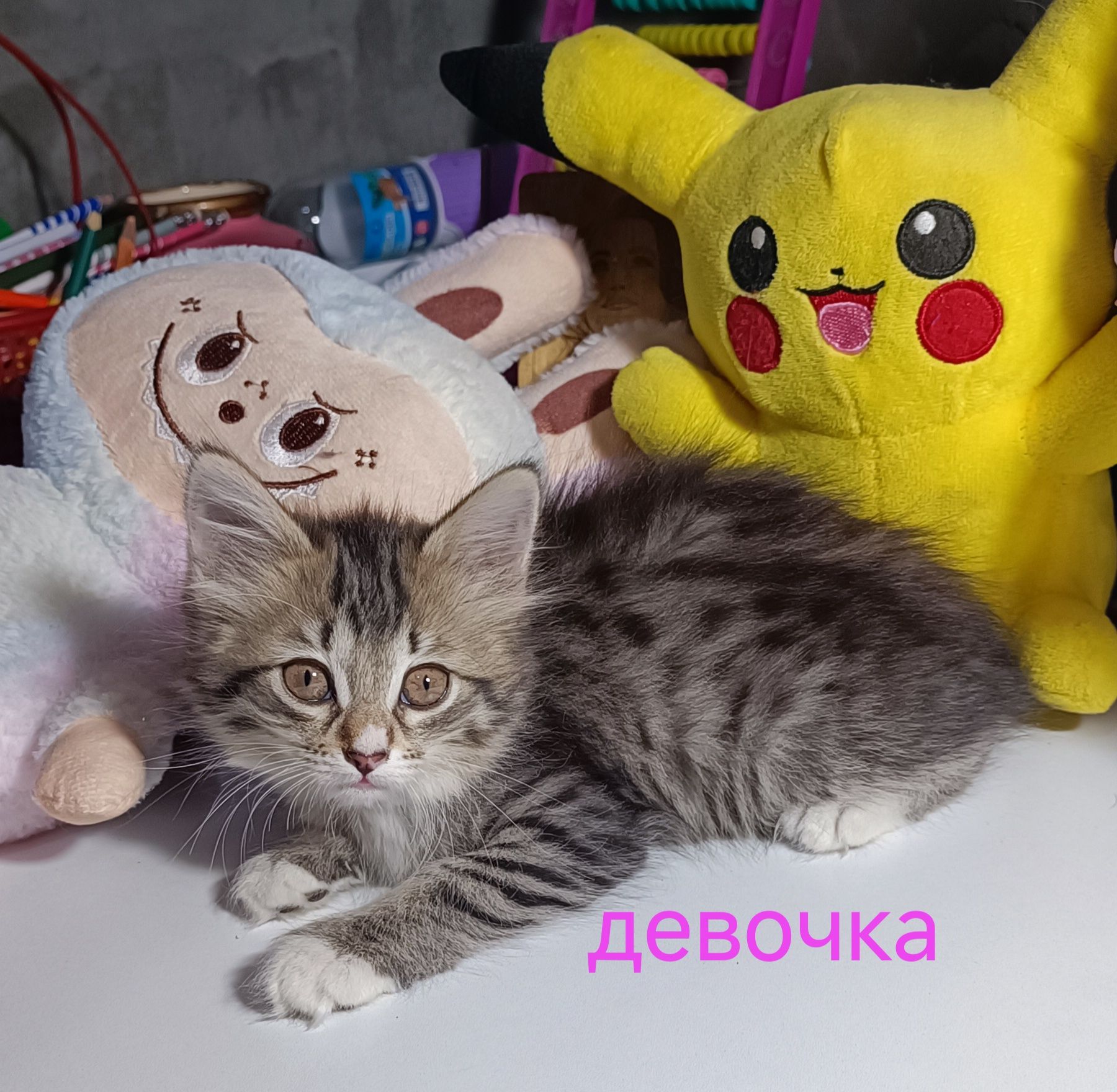 Котята в хорошие руки