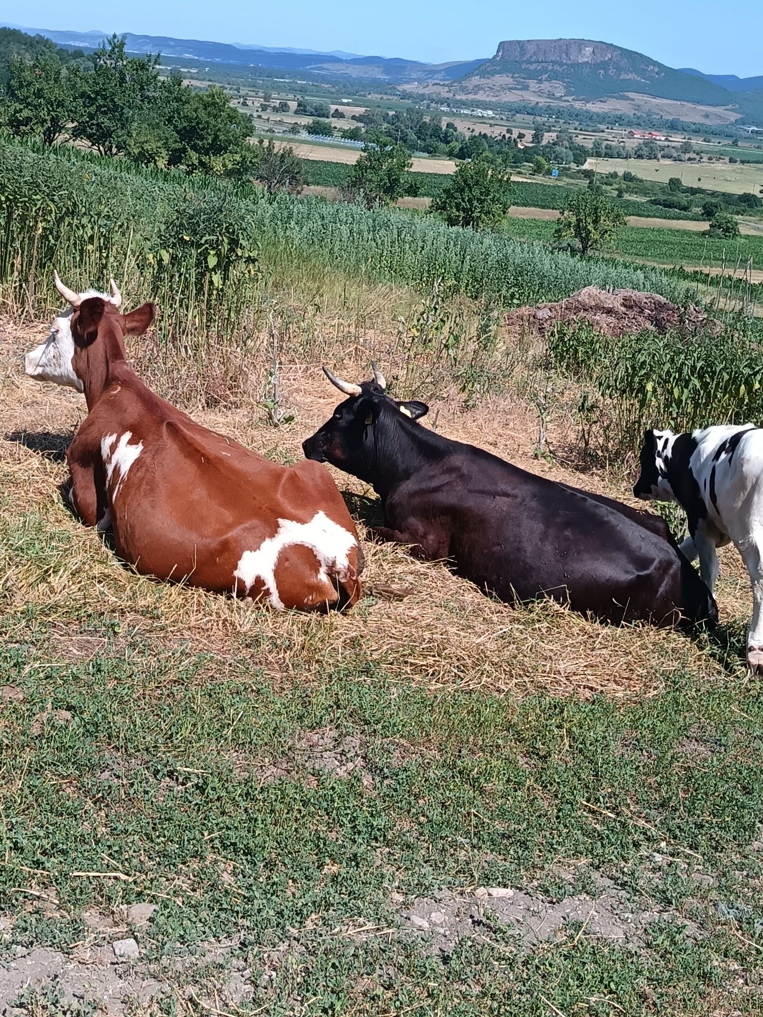 Vând vaci cu viței.