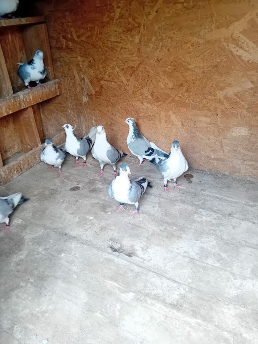 Porumbei Jucători de Galați