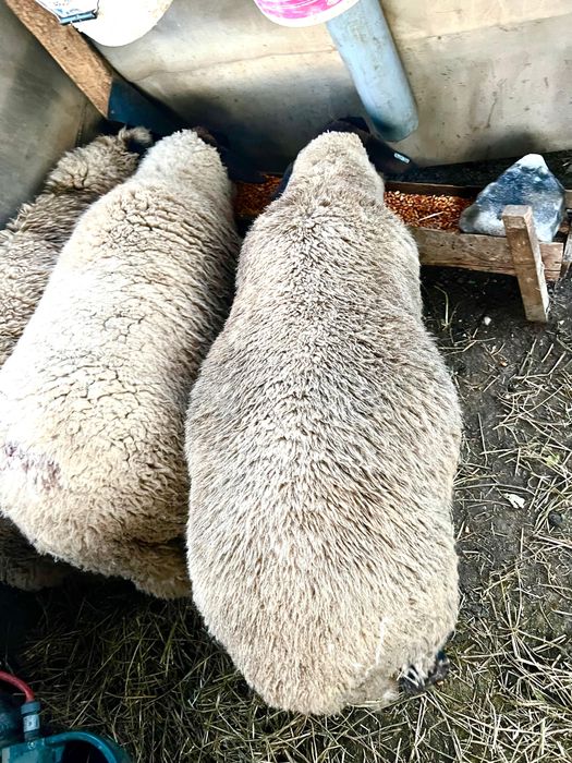 Vand miei suffolk - femele, mascul