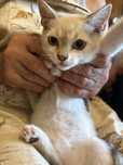 Adoptie pui pisica