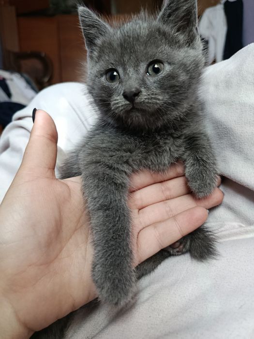 Котята в добрые и заботливые руки