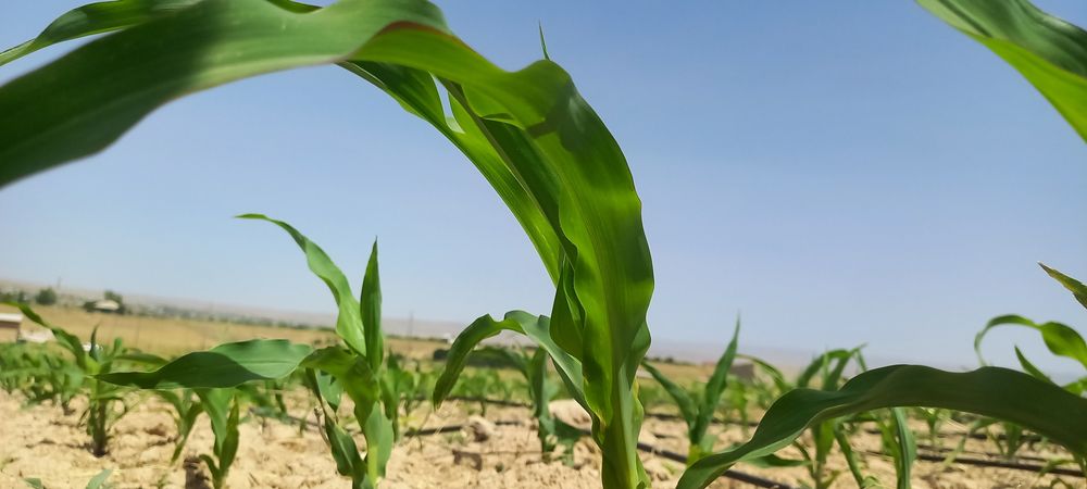 Er uchastkasi 50 soʻtix gʻisht zavodning yonida