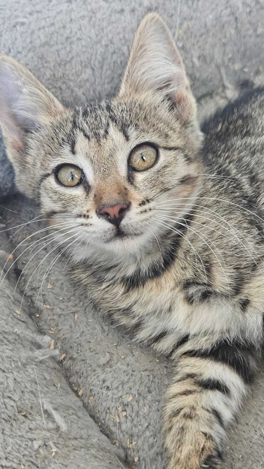 красивый котёнок ответственным людям