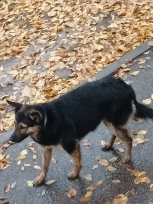 Потеряшка собака с ошейником