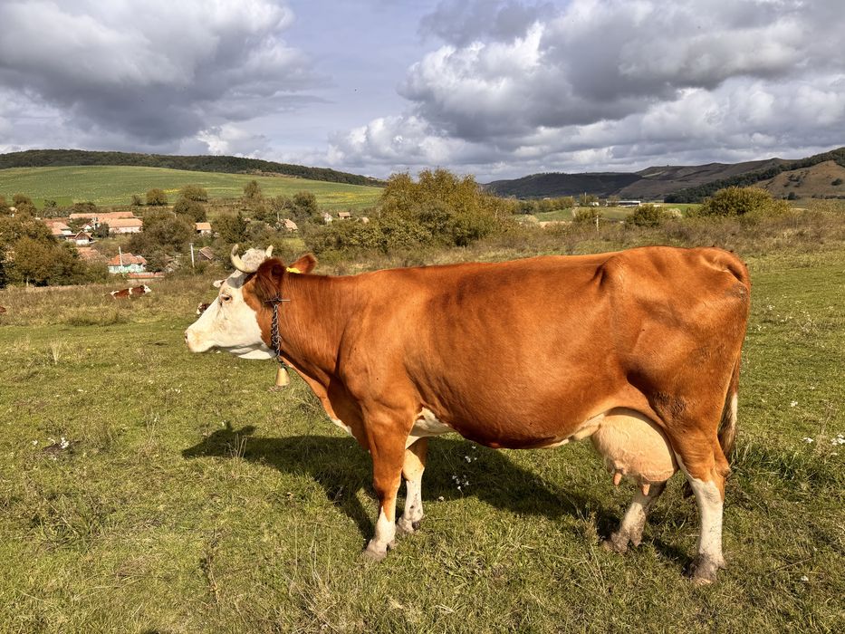 Vând vacă gestantă