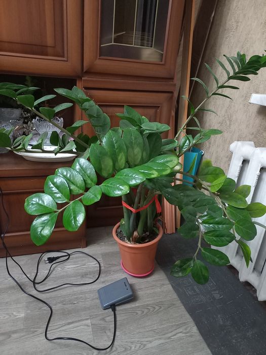 Продам долларовое дерево