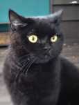 Motănel British shorthair pentru adoptie