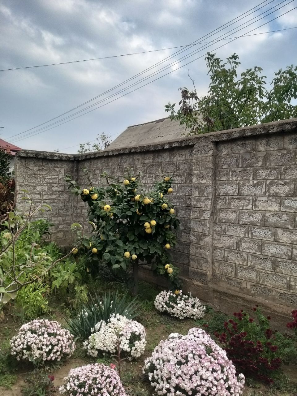 Dacha Parkent aviatsionni