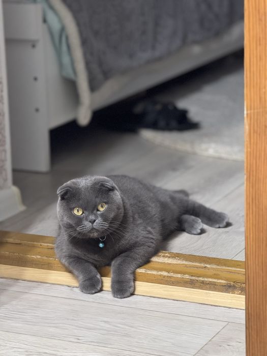 Отдадим кошку в хорошие руки