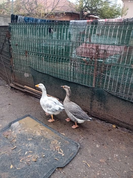 Vand o pereche  ce gasti de tara