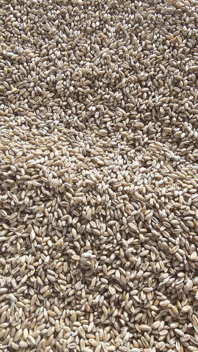 Vind grâu Ovăz si Orz