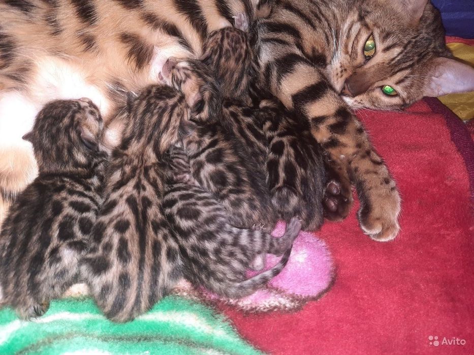 Продам котят бенгальской кошки