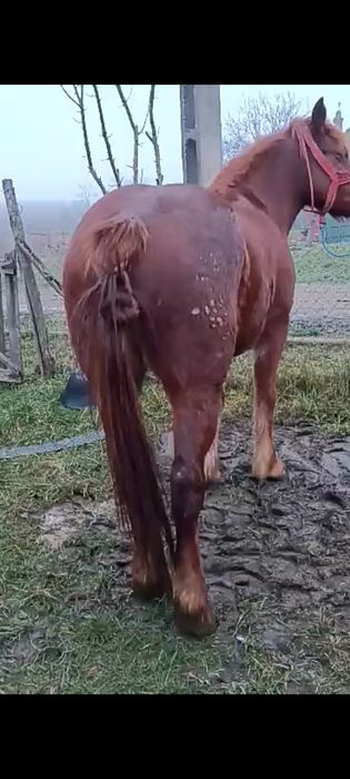 Vând mânză de doi ani fără defecte din Sânger județul Mureș preț