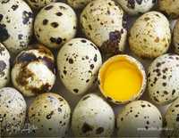 Продам домашние перепелиные яйца.