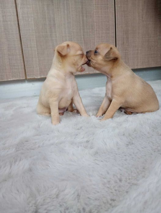 Продавам женски кученца, порода чихупинчер