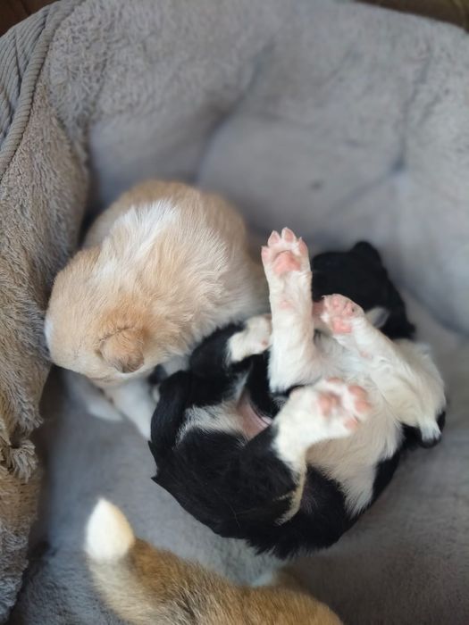 Donez pui metis drăguți și jucausi