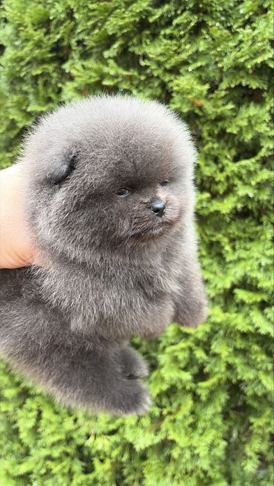 Мини помернский шпиц премиум класса!