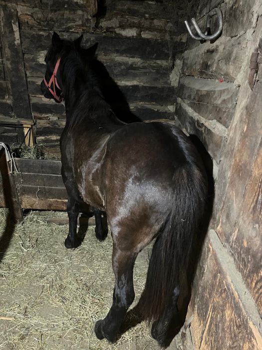 De vânzare mânz un an si 4 luni