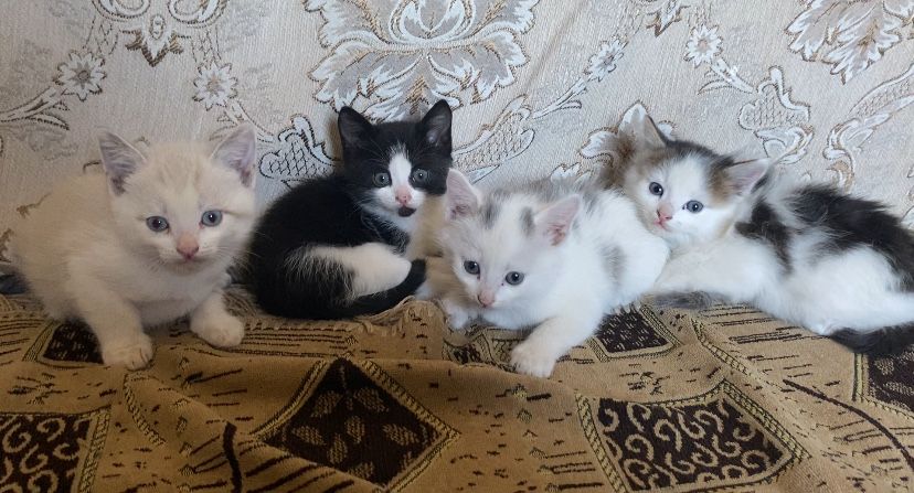Котята в добрые руки