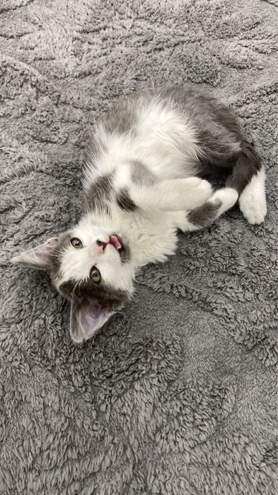 Котенок мальчик