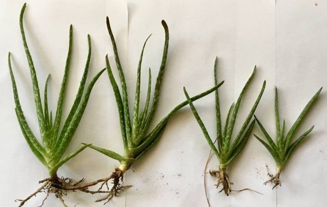 Алоэ вера от 500